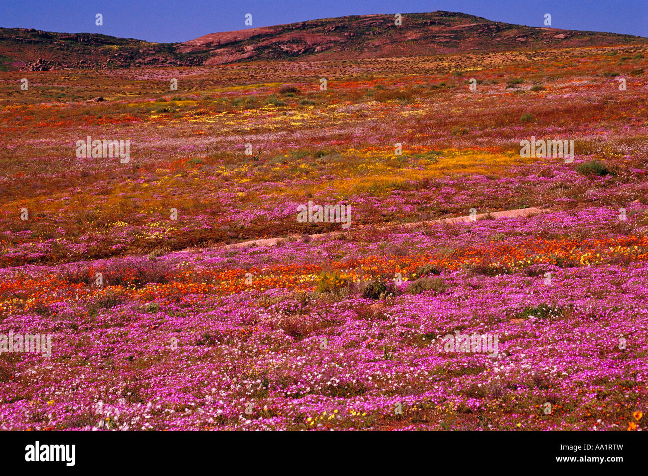 Field of Wild Flowers, Namaqualand, Northern Cape, South Africa Stock Photo