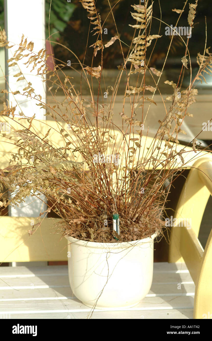 vertrocknete zimmerpflanzen dried house plants Stock Photo