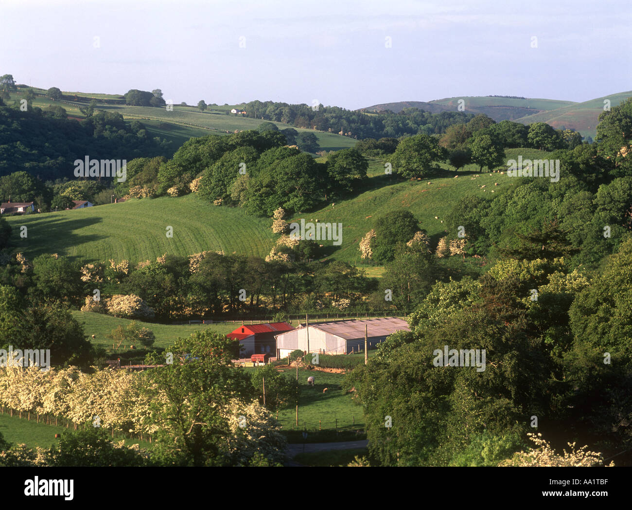 Agricultural Land and Farm Llansannan Conwy North East Wales Stock Photo