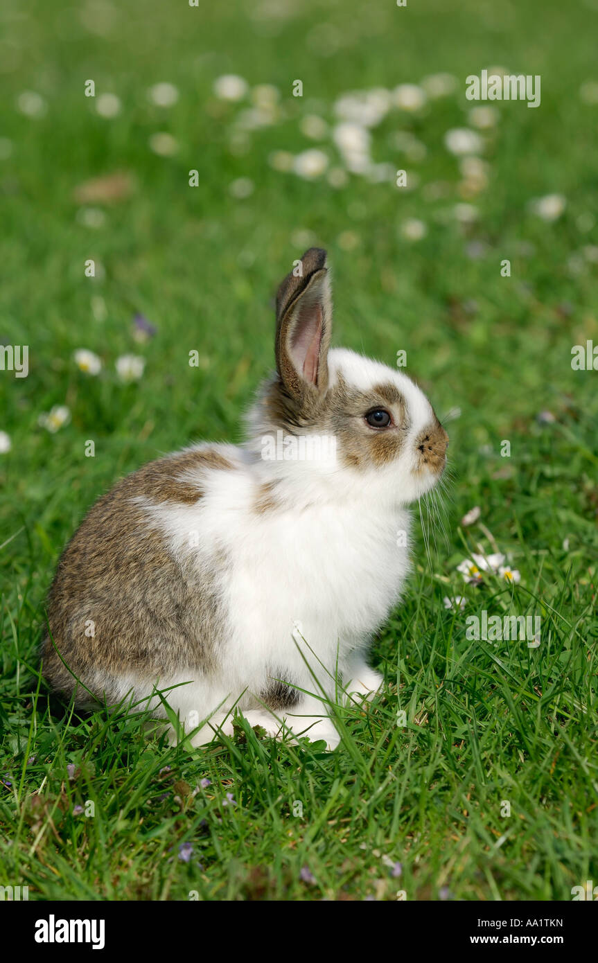 Rabbit in Grass Stock Photo Alamy