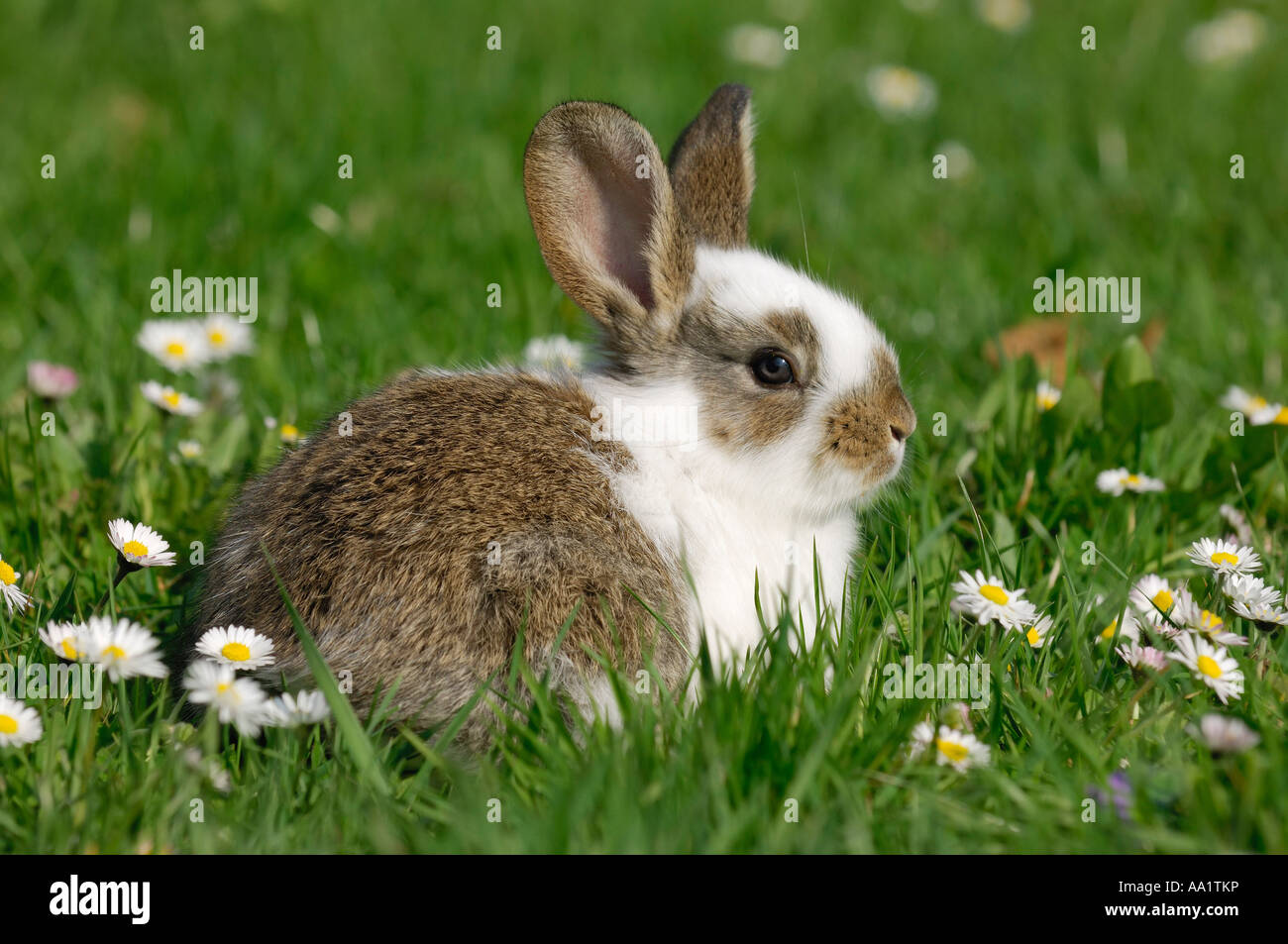 Rabbit in Grass Stock Photo Alamy
