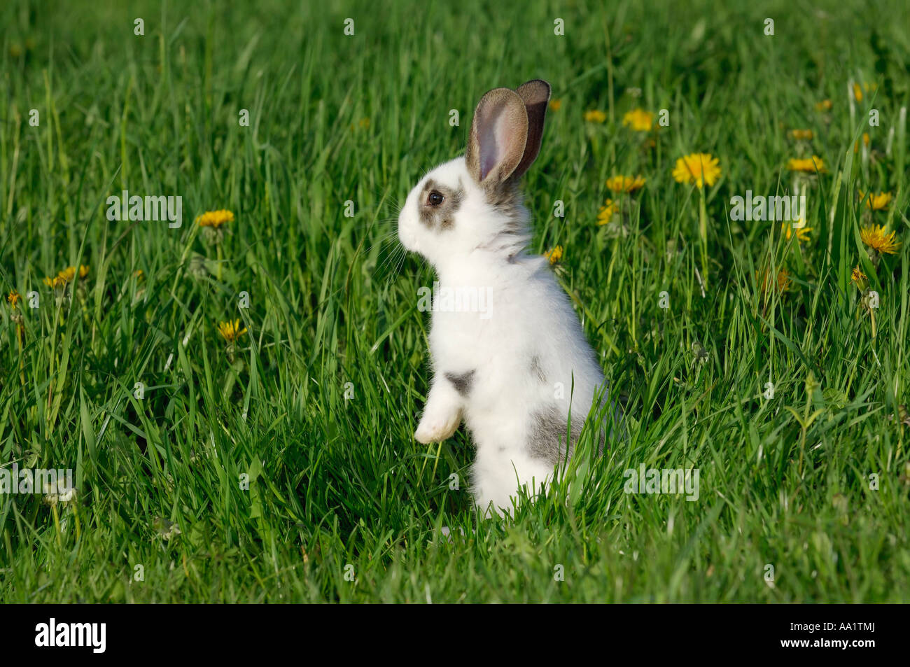 Rabbit in Grass Stock Photo Alamy