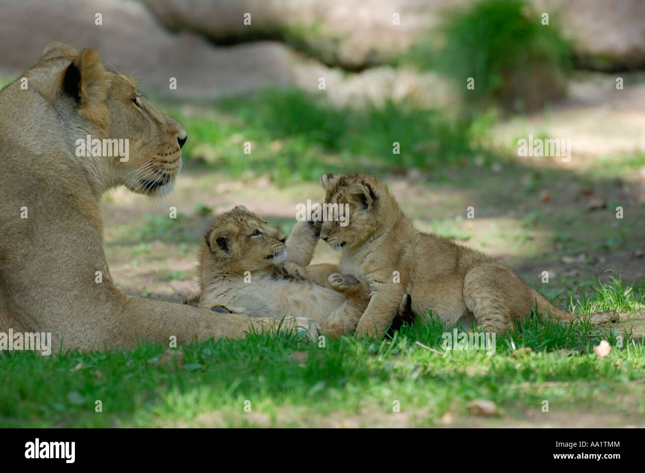 Mother Lion with Cubs Stock Photo Alamy