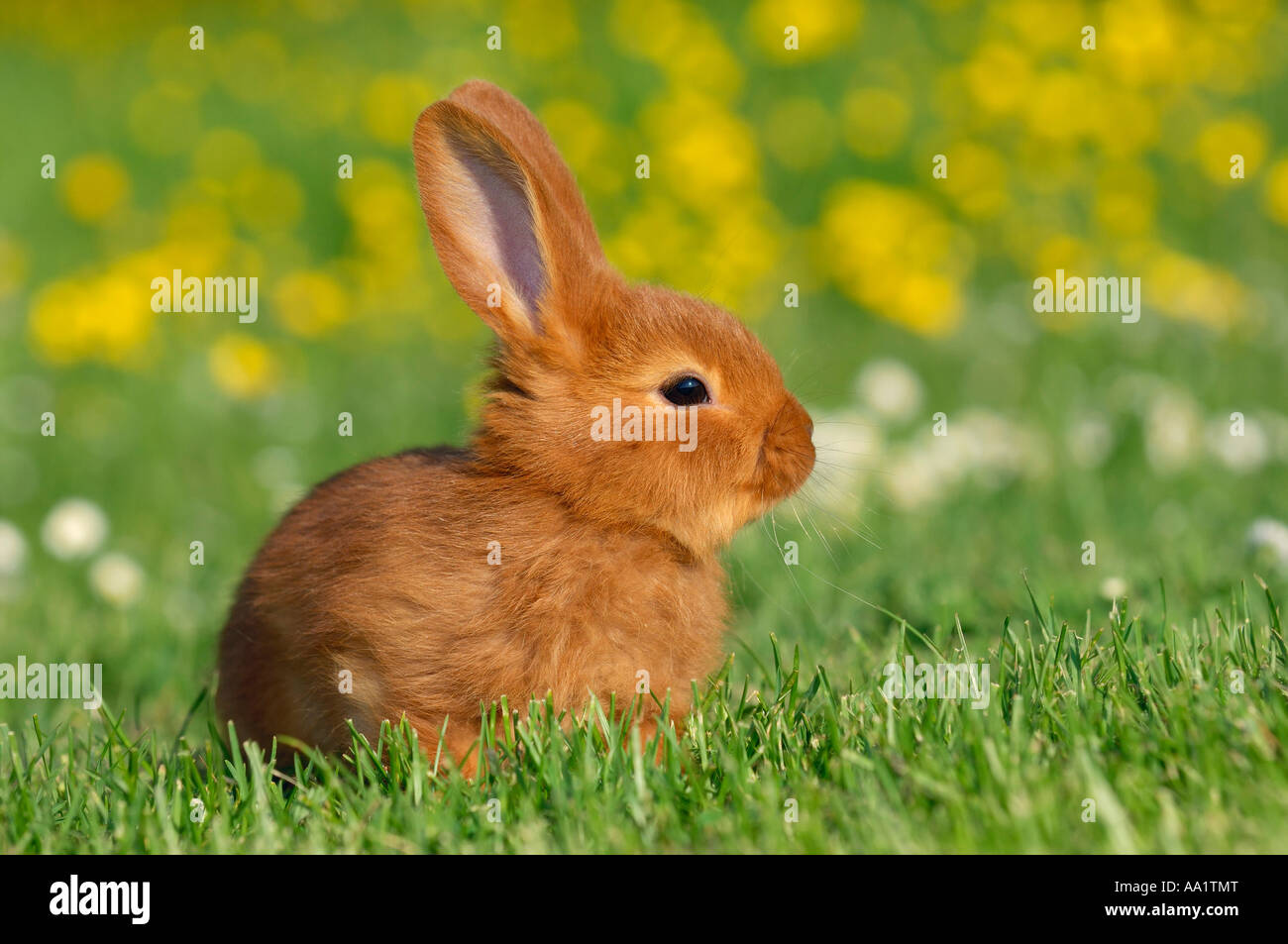 Rabbit in Grass Stock Photo Alamy