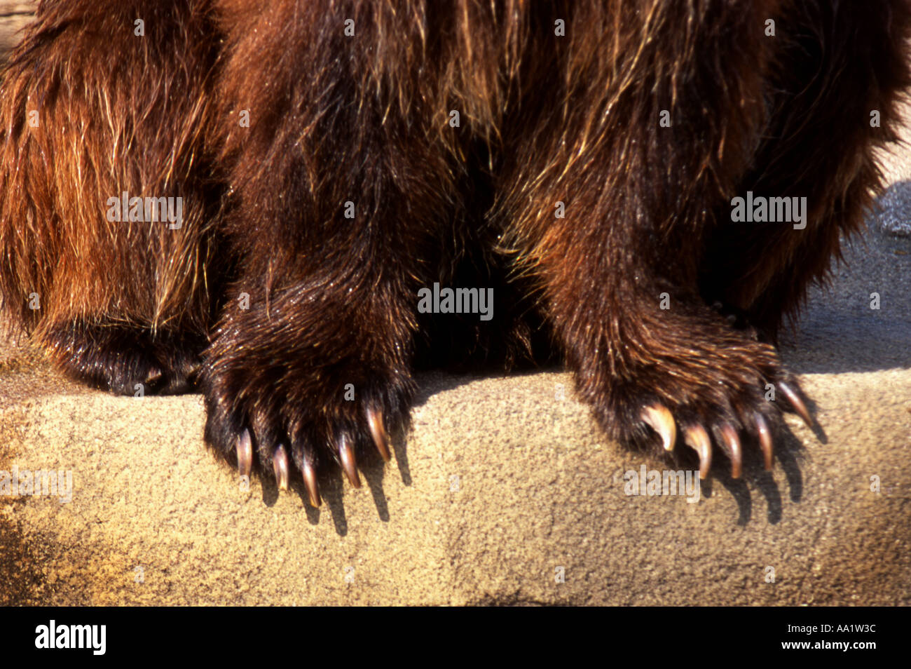 Bear High Resolution Photography and Images - Alamy