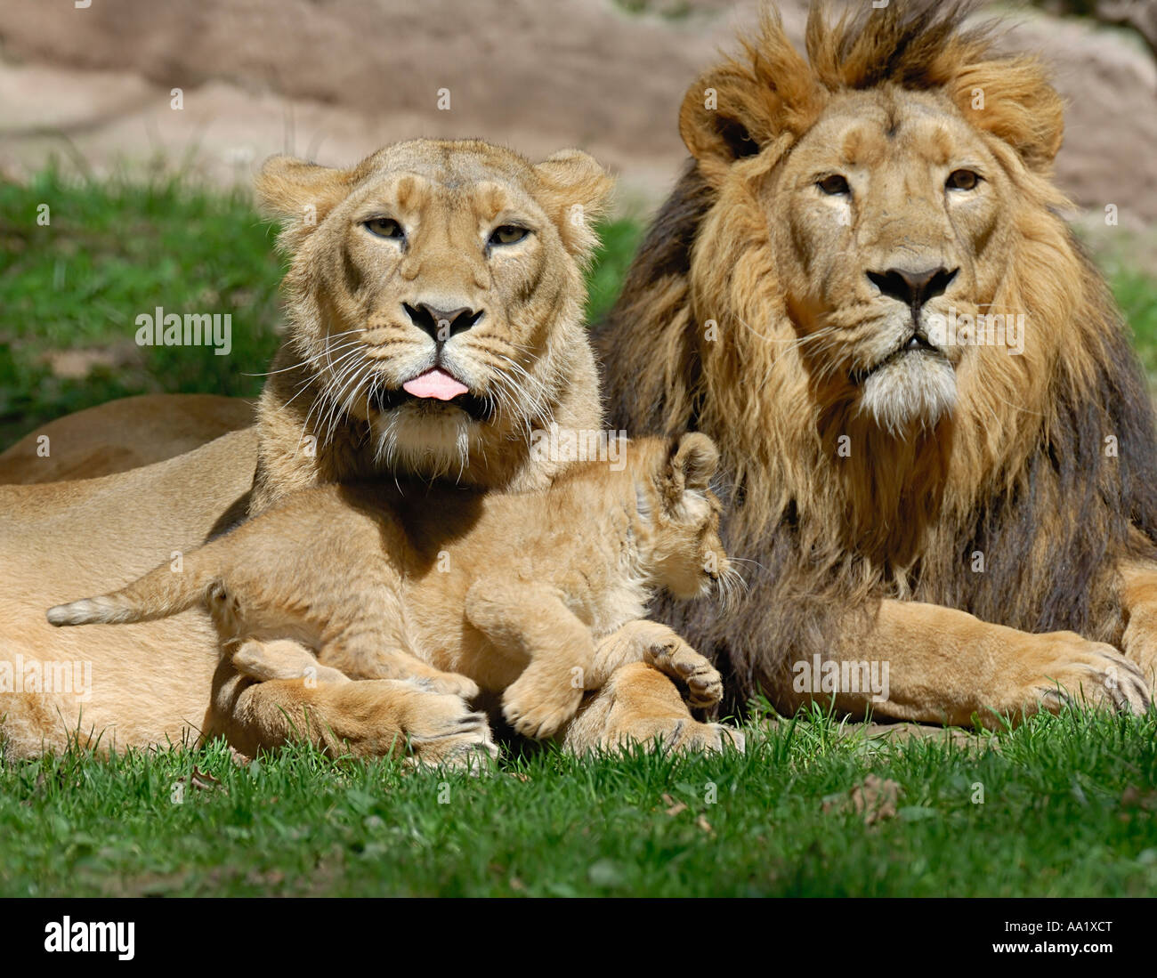 Lion family hi-res stock photography and images - Alamy
