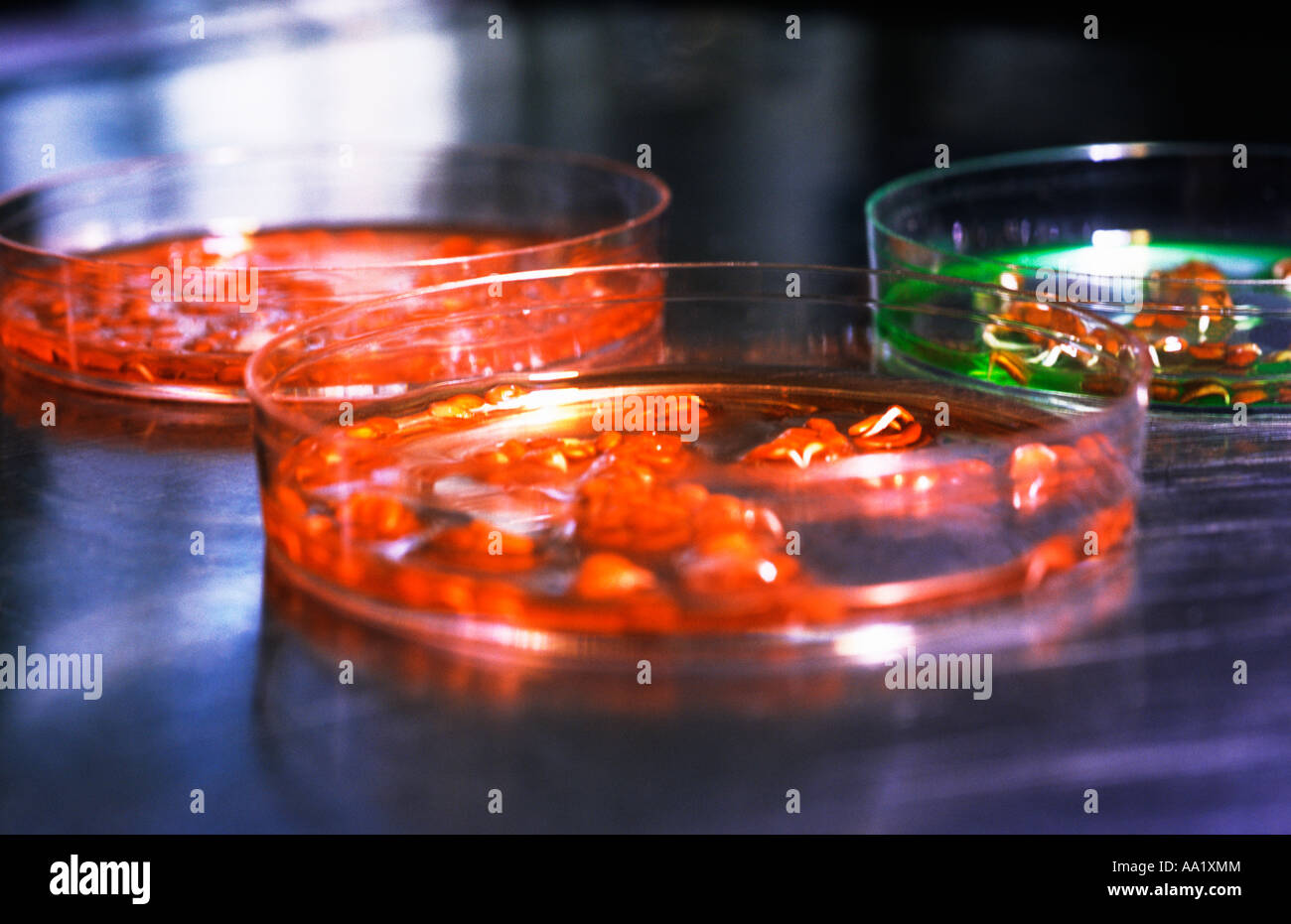 Petri dishes. Scientific medical research. Stock Photo