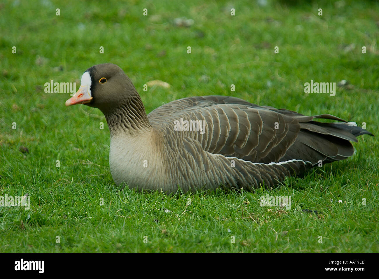 Lesser fronted white goose hi-res stock photography and images - Alamy