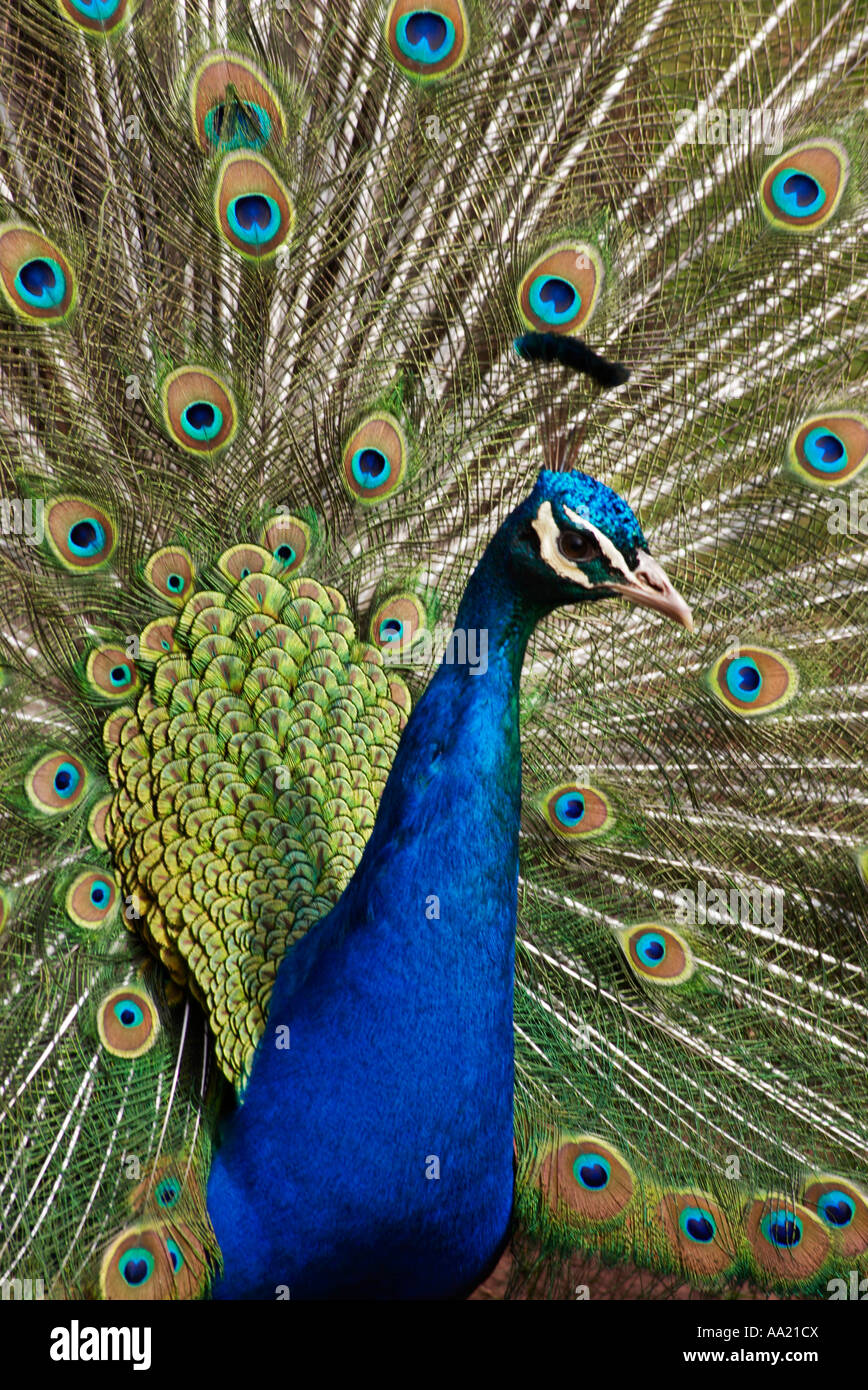 Peacock Feather Display Stock Photo Alamy