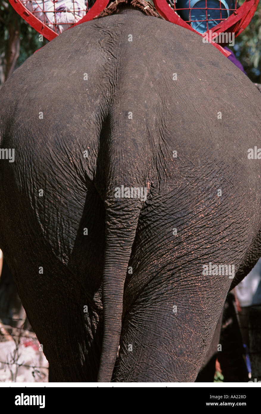 Thailand Surin Elephant Round up Stock Photo