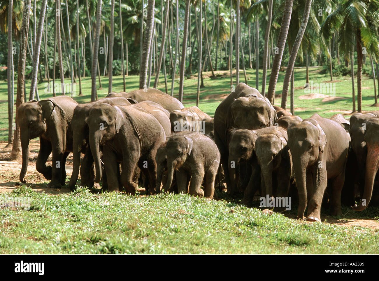 Sri Lanka Pinnawela Orphage of Elephant Stock Photo