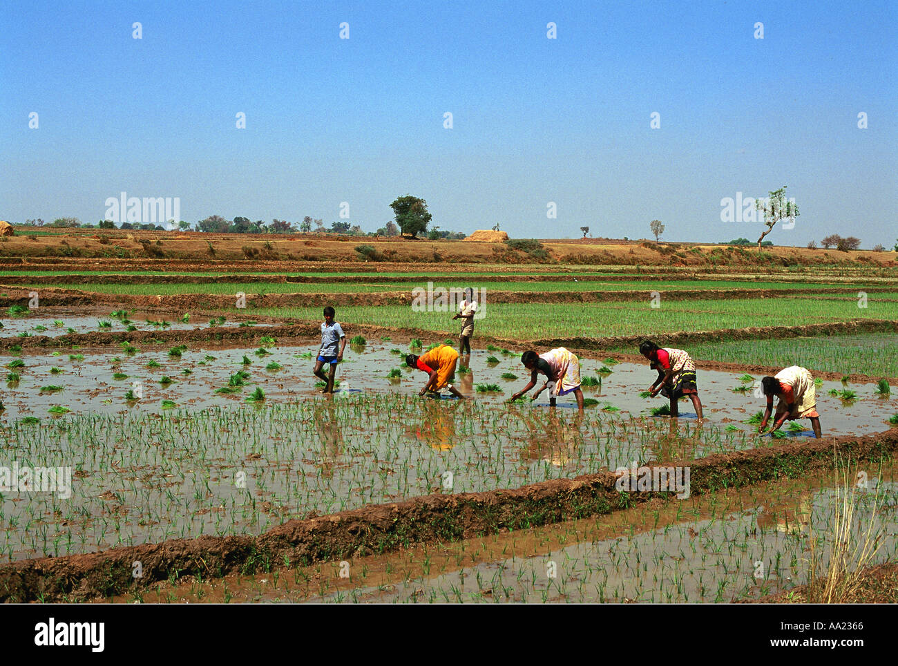 India Karnataka Rice Farming Stock Photo Alamy