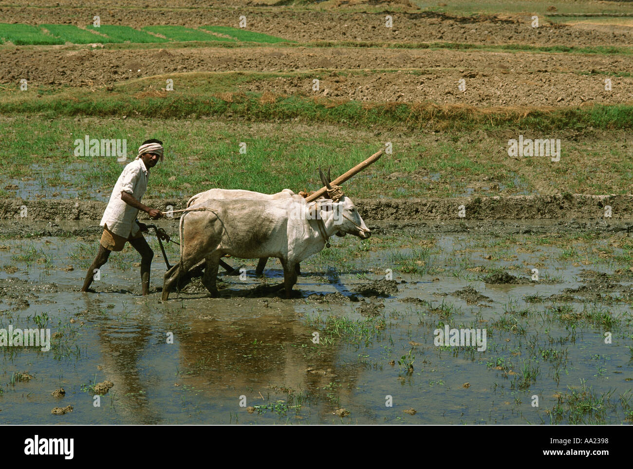 India Karnataka Rice Farming Stock Photo Alamy