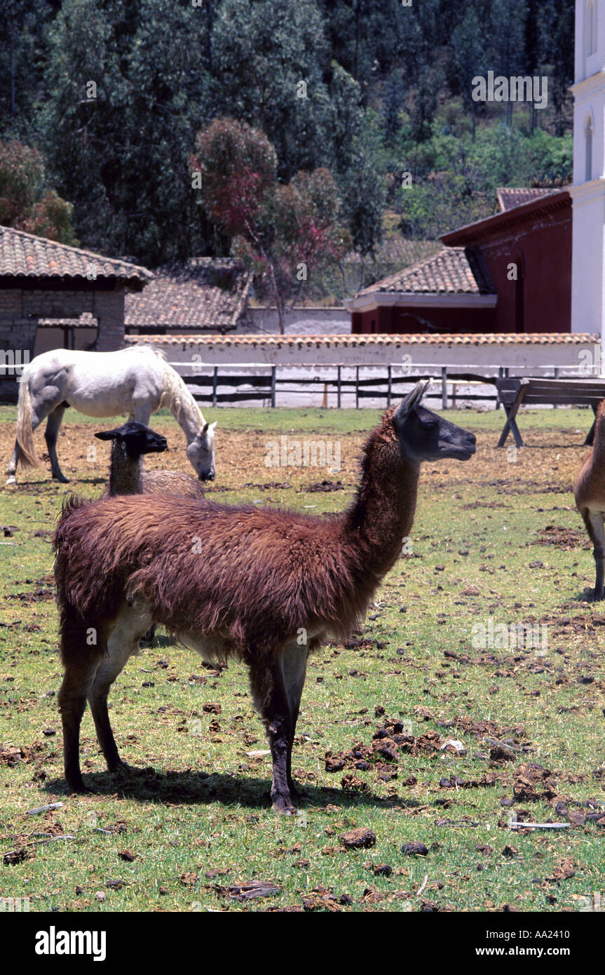 Ferme de cheval hi-res stock photography and images - Alamy