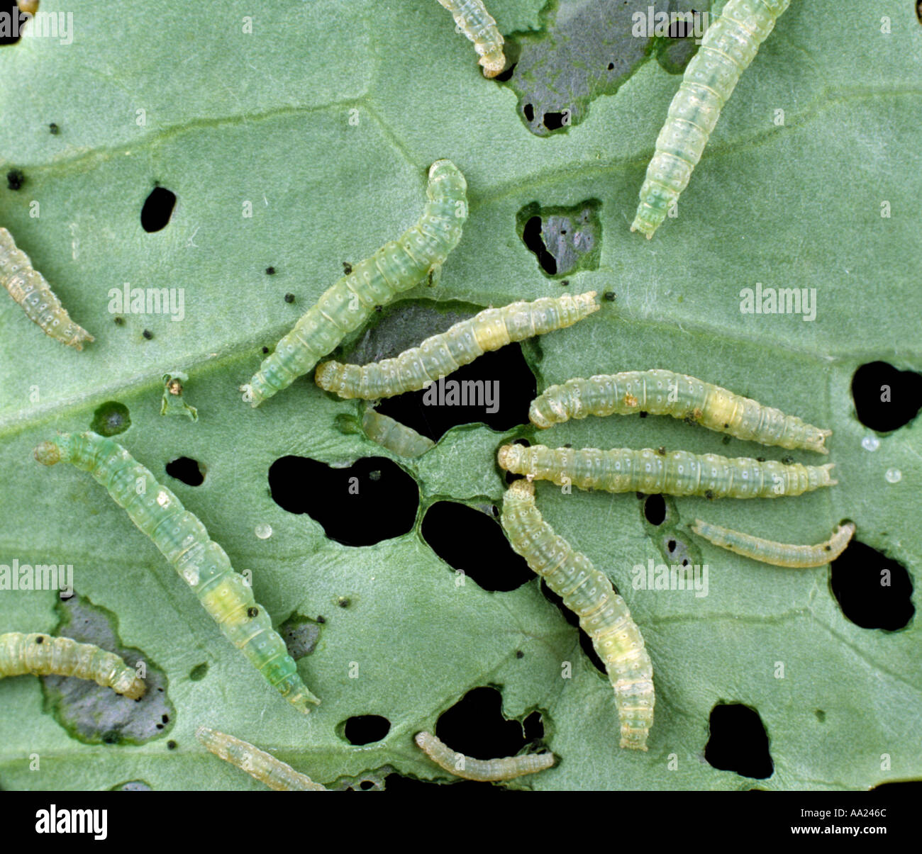 Diamondback moth Plutella xylostella caterpillars on damage cabbage leaf Stock Photo