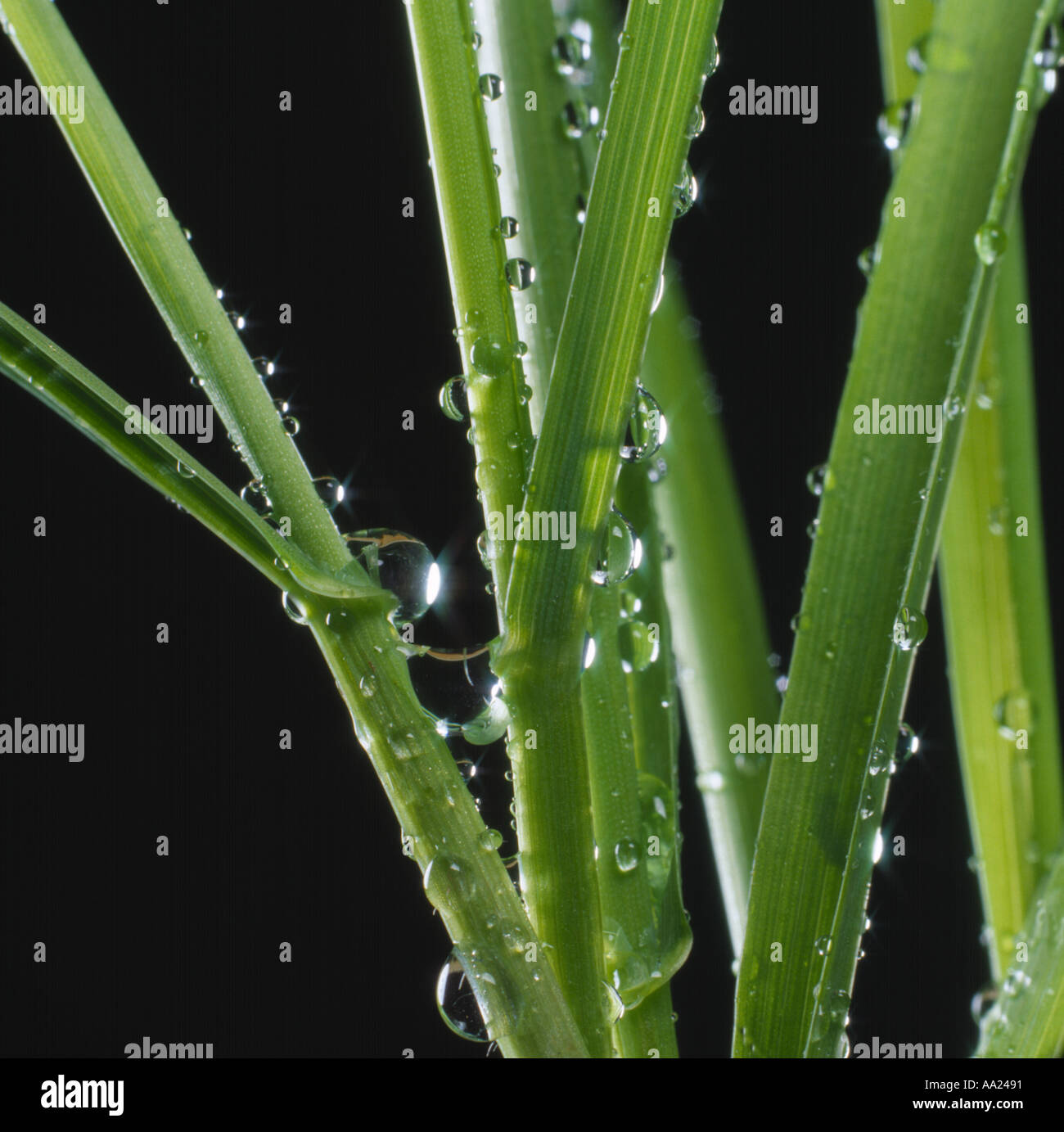 Water droplets on the leaves and stems of a barley plant Stock Photo