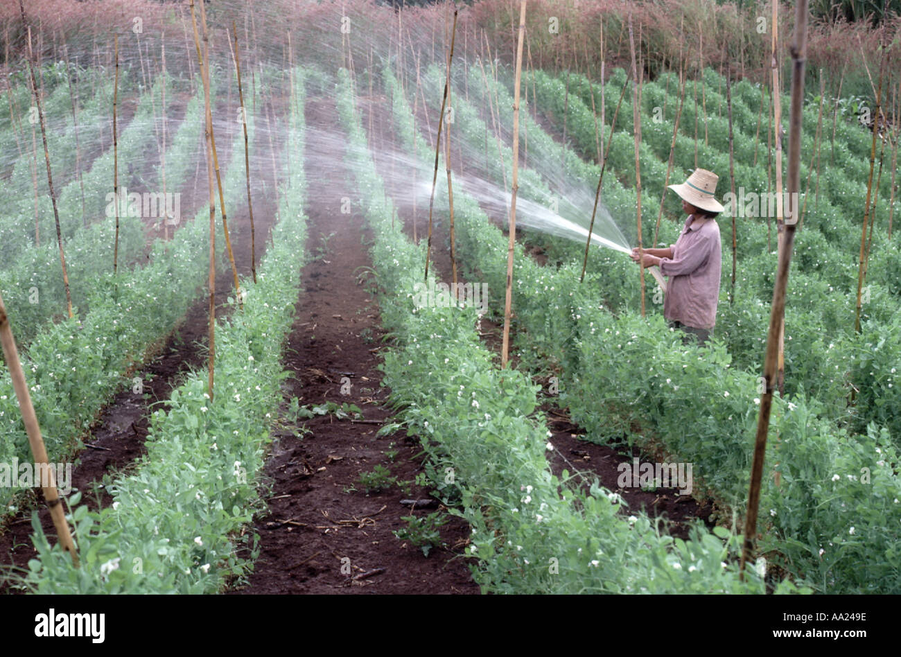 Woman watering snow pea crop with a hose in Northern Thailand Stock Photo