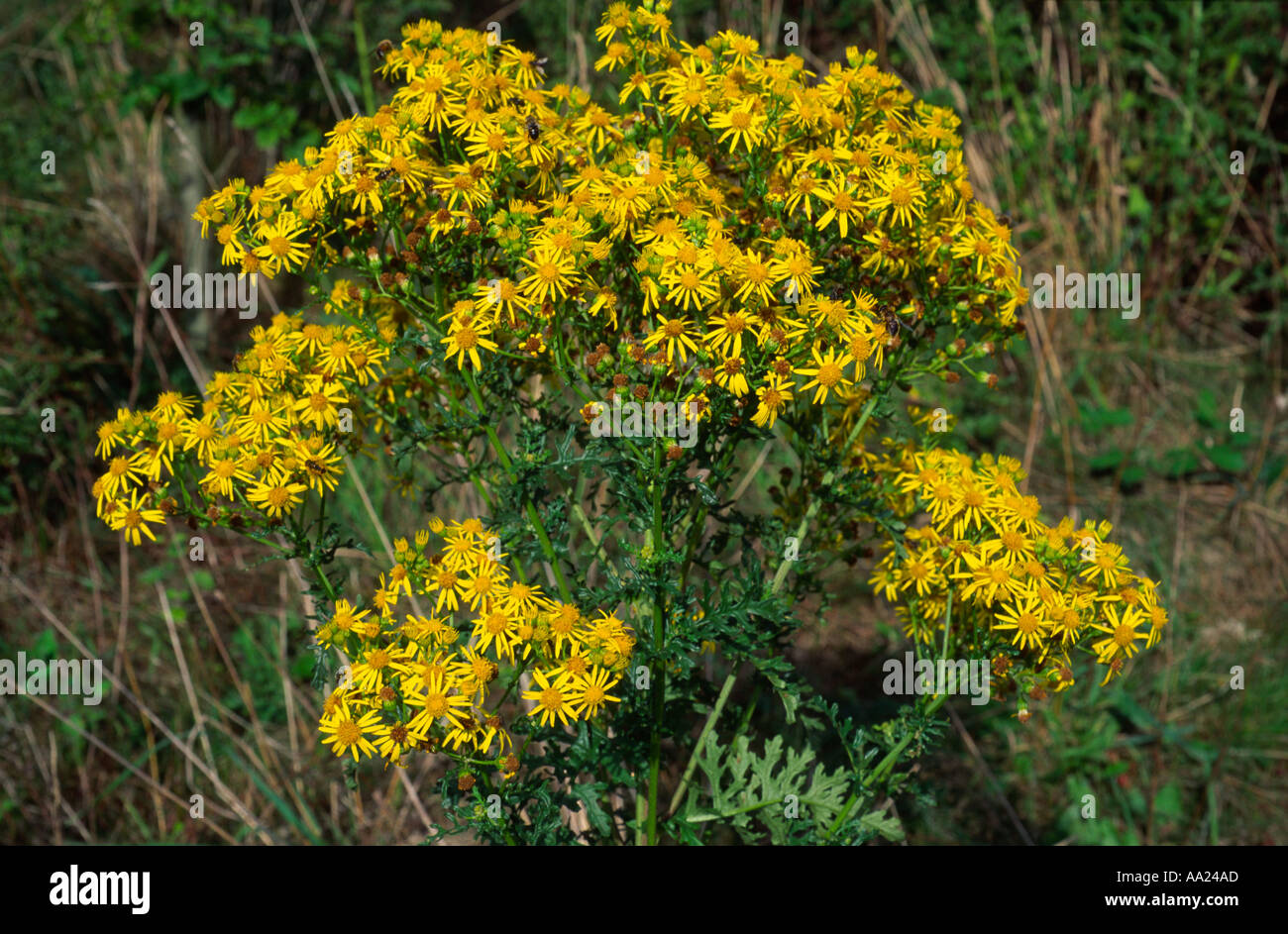 Ragwort plant in flower Jacobaea vulgaris This plant is poisonous to