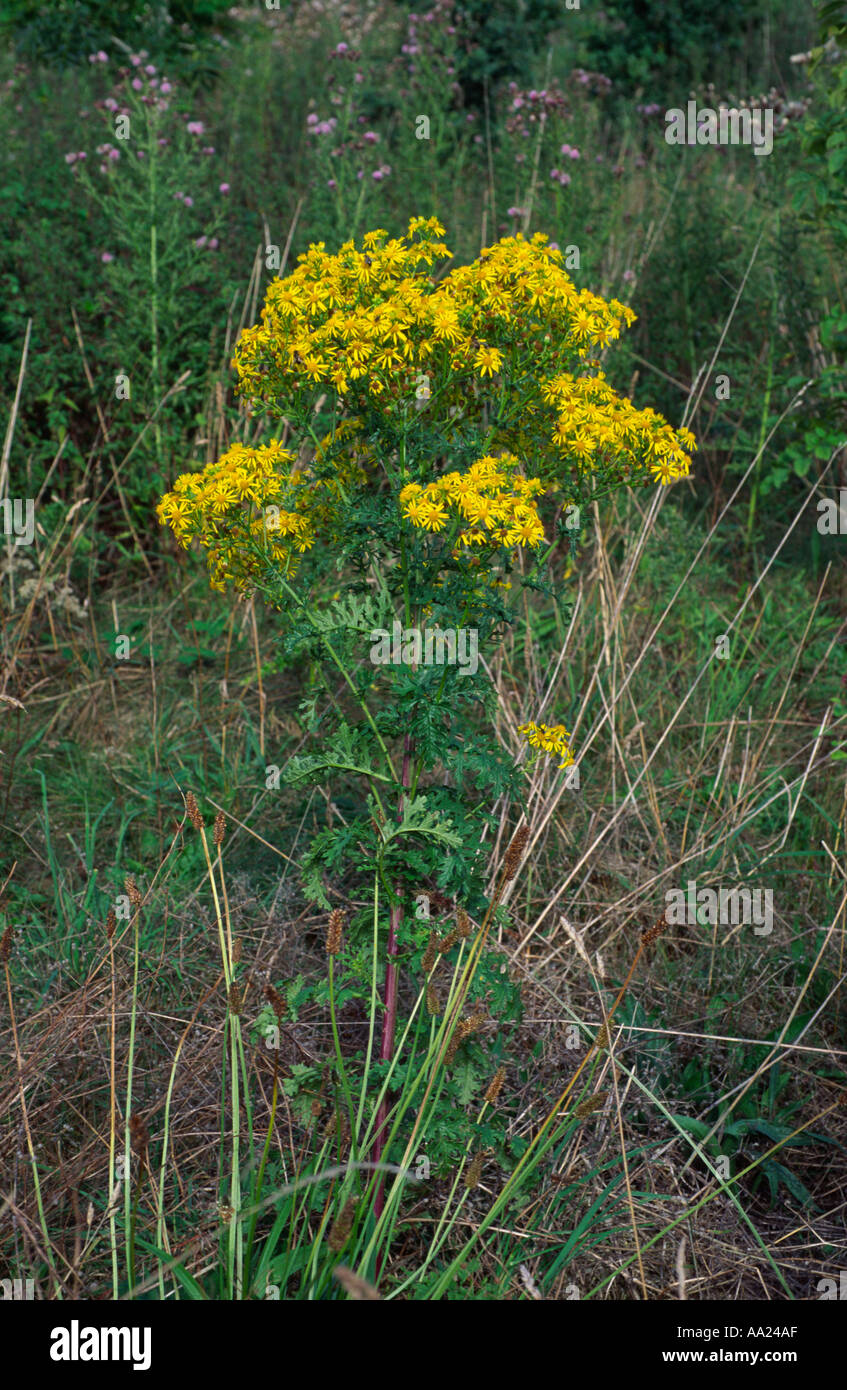 Ragwort plant in flower Jacobaea vulgaris This plant is poisonous to