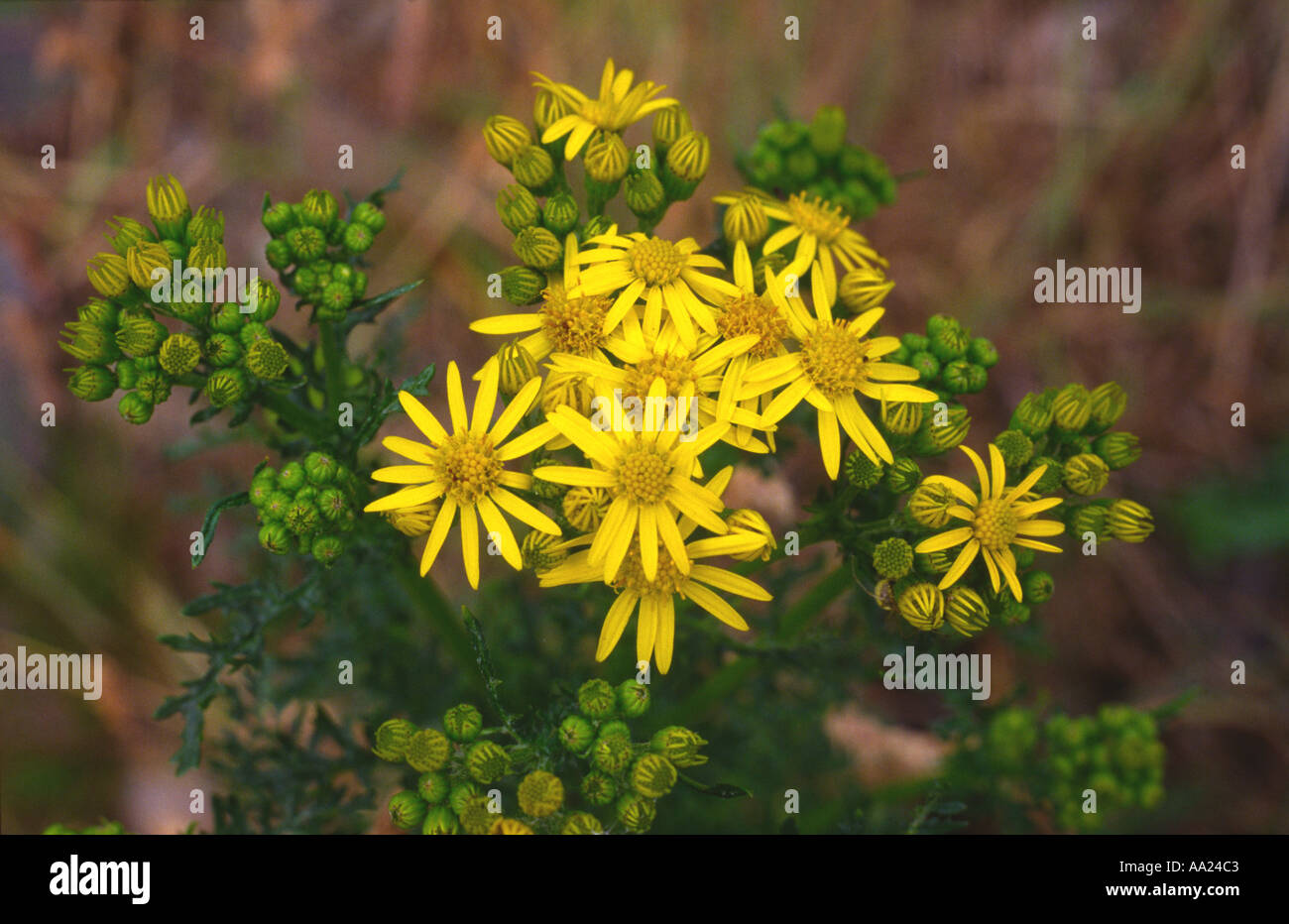 Sheep poison hires stock photography and images Alamy