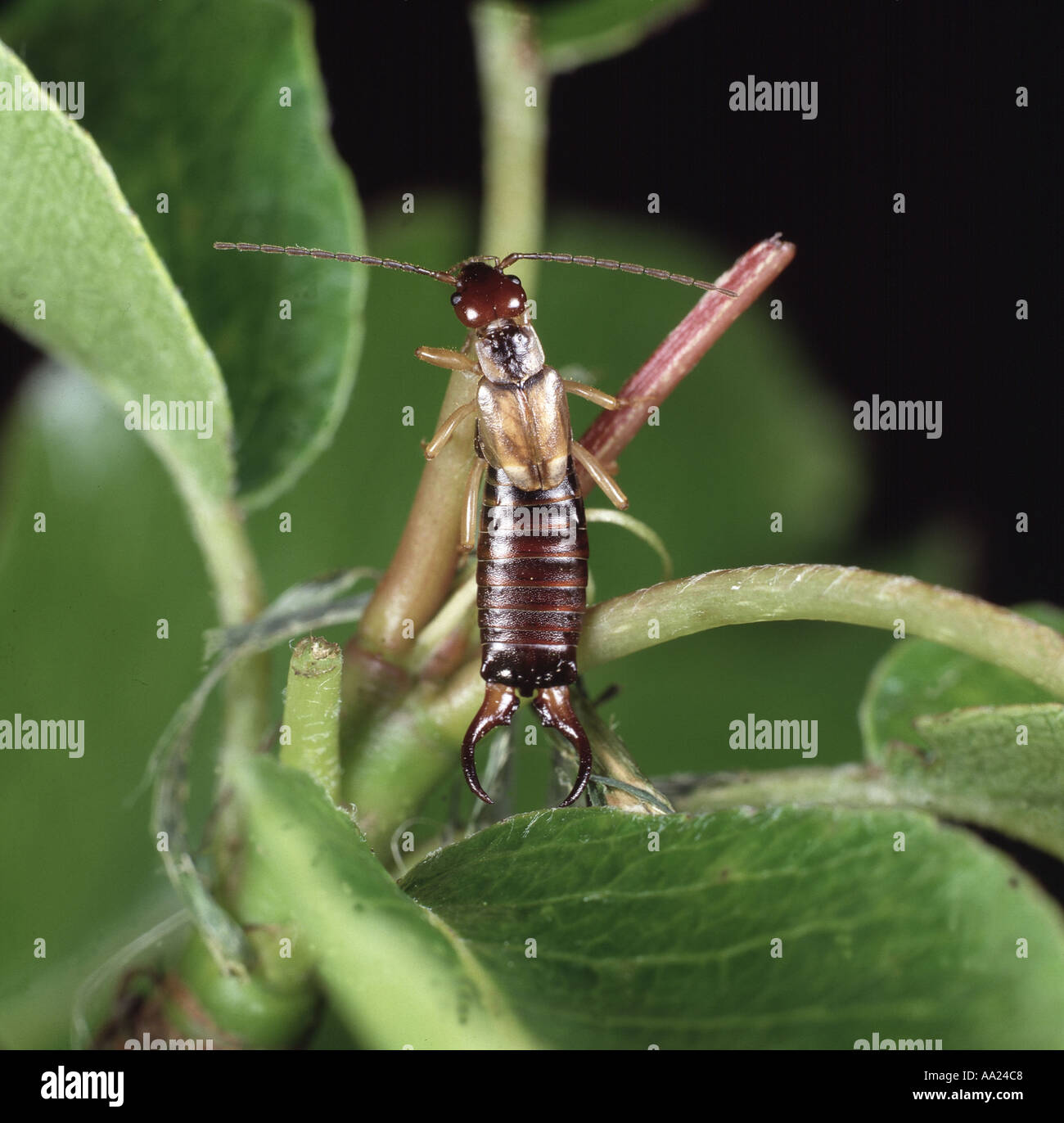 Earwig european earwigs hi-res stock photography and images - Alamy