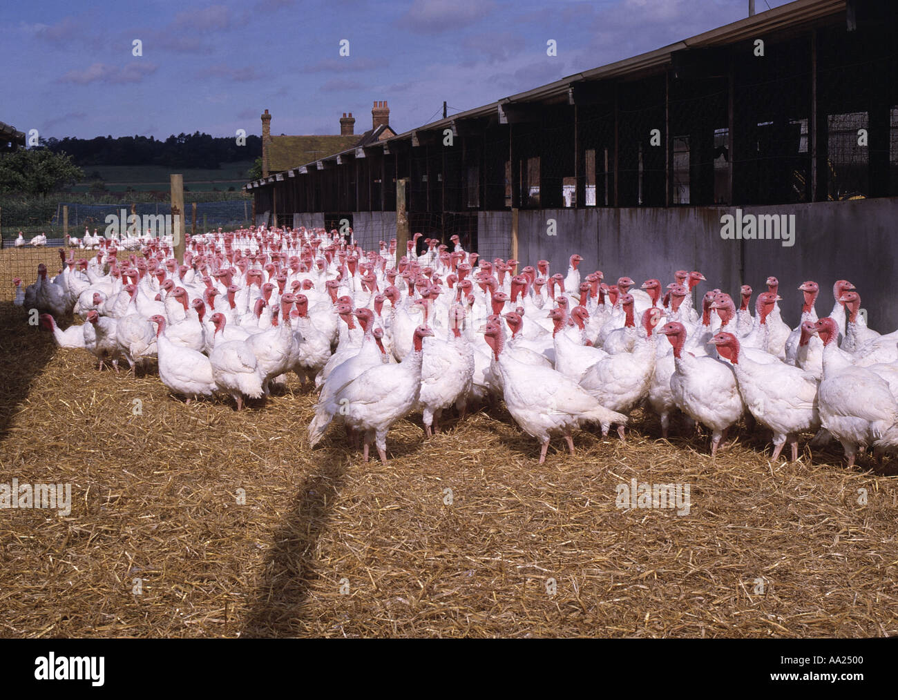 White turkeys in a pen Stock Photo