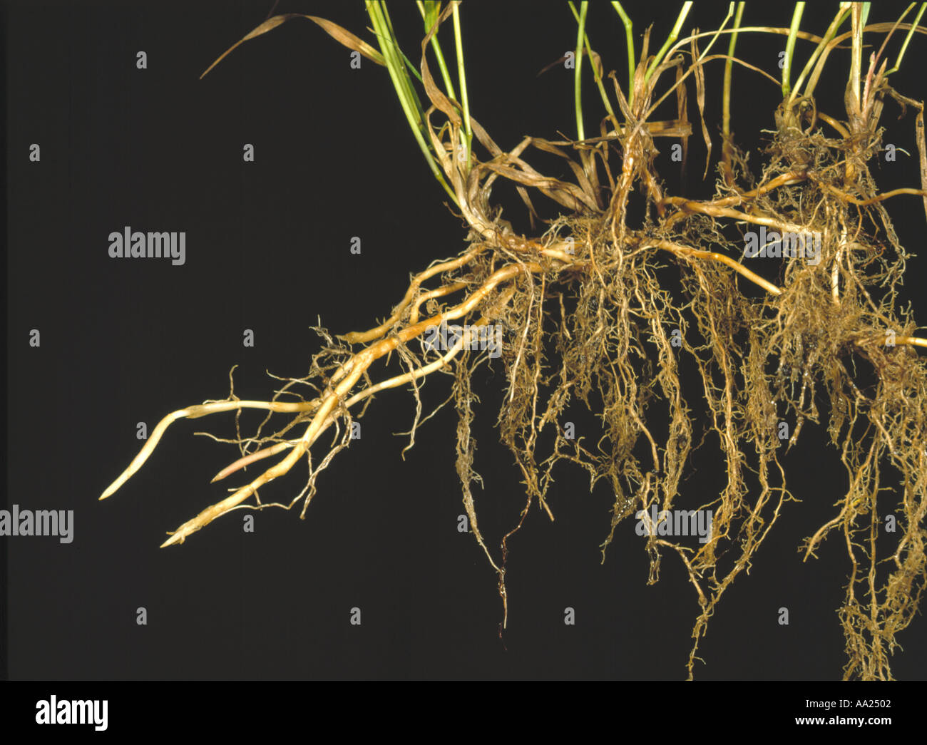 Couch grass Agropyron repens creeping rhizomes of this serious grass weed Stock Photo