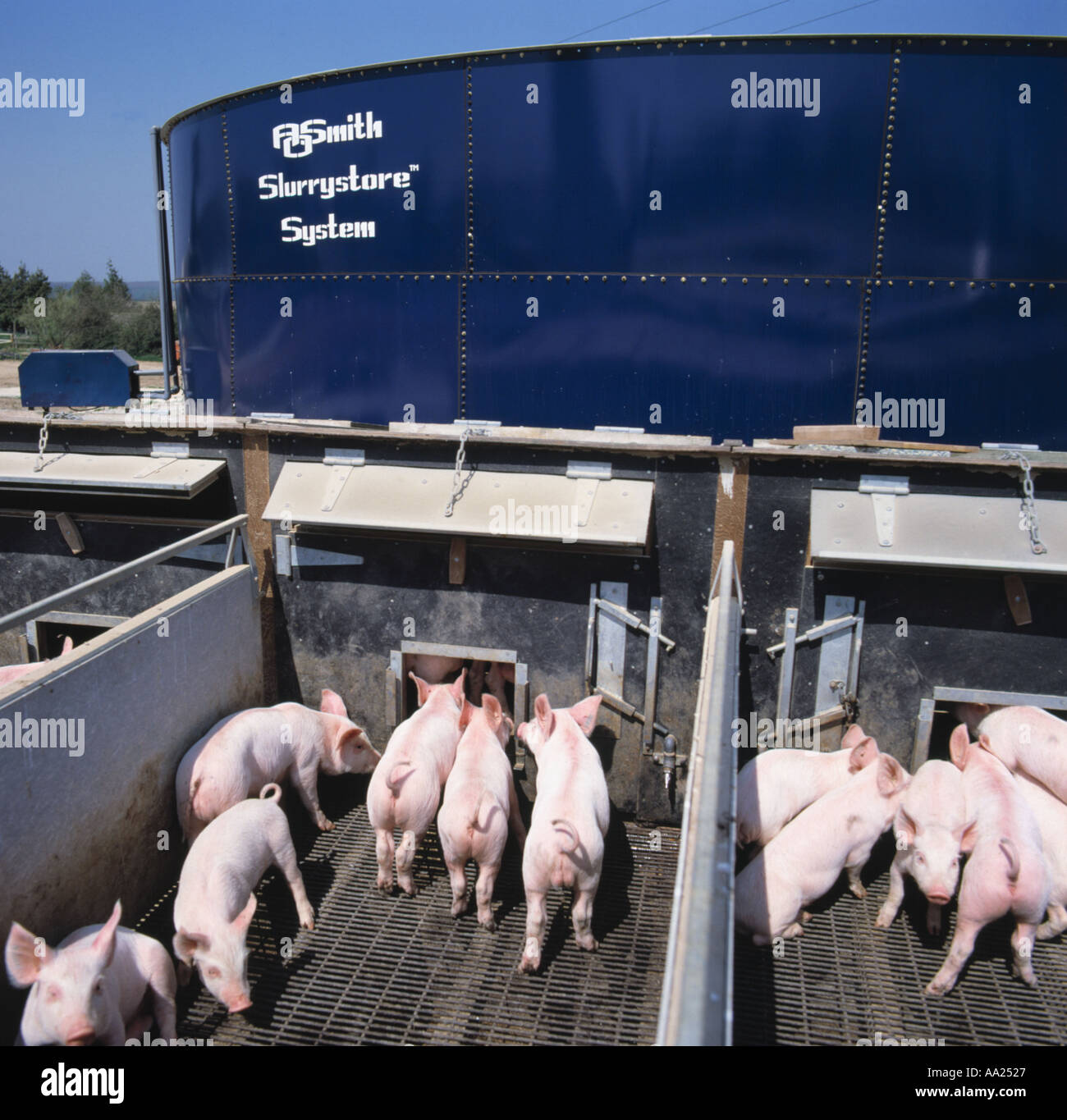 Weaner pigs hires stock photography and images Alamy