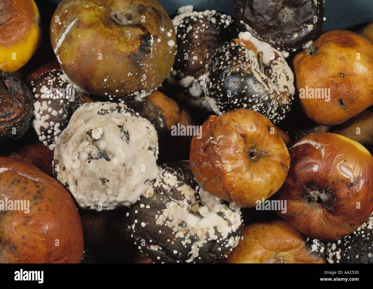 brown rot Sclerotinia fructigena and funghal mould on stored apples Stock Photo