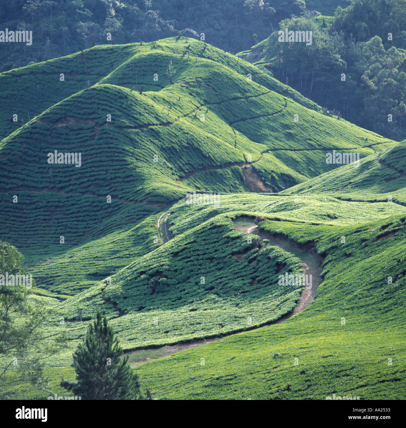 Rolling hills and the BOH tea estates in the Cameroon Highlands of Malaysia Stock Photo