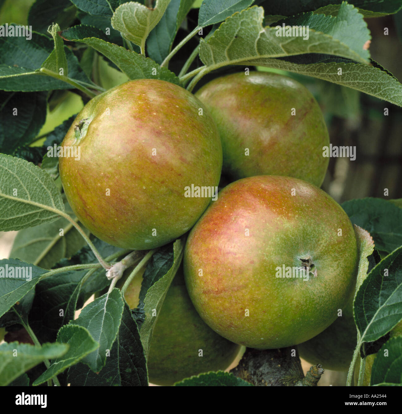 Mature coxs apples EMLA clone on the tree Stock Photo Alamy