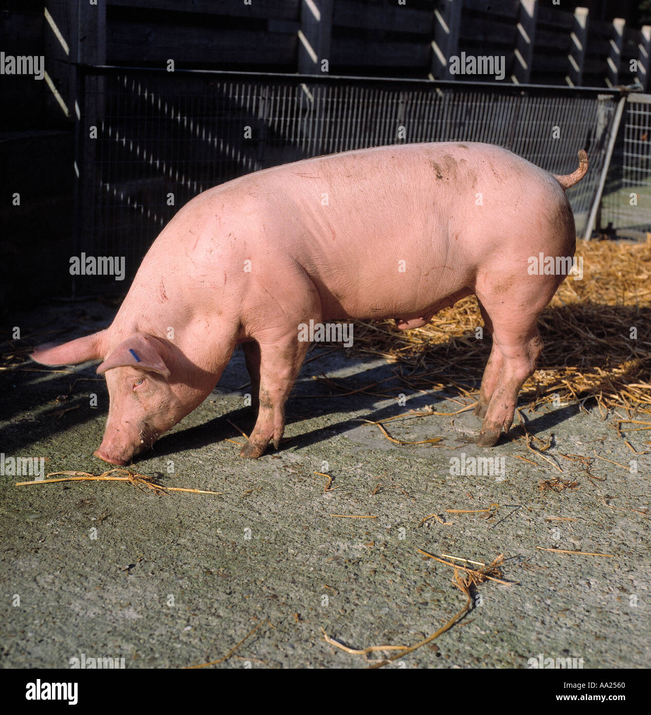 A large white pig finisher in an outdoor pen Stock Photo