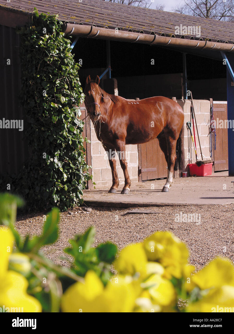 Horse stables and daffodils in spring Norfolk England Stock Photo