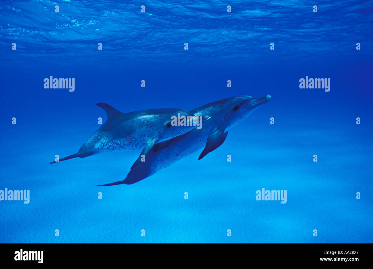 ku2828 Atlantic Spotted Dolphins, Stenella frontalis, Bahamas Atlantic Ocean. Photo Copyright Brandon Cole Stock Photo