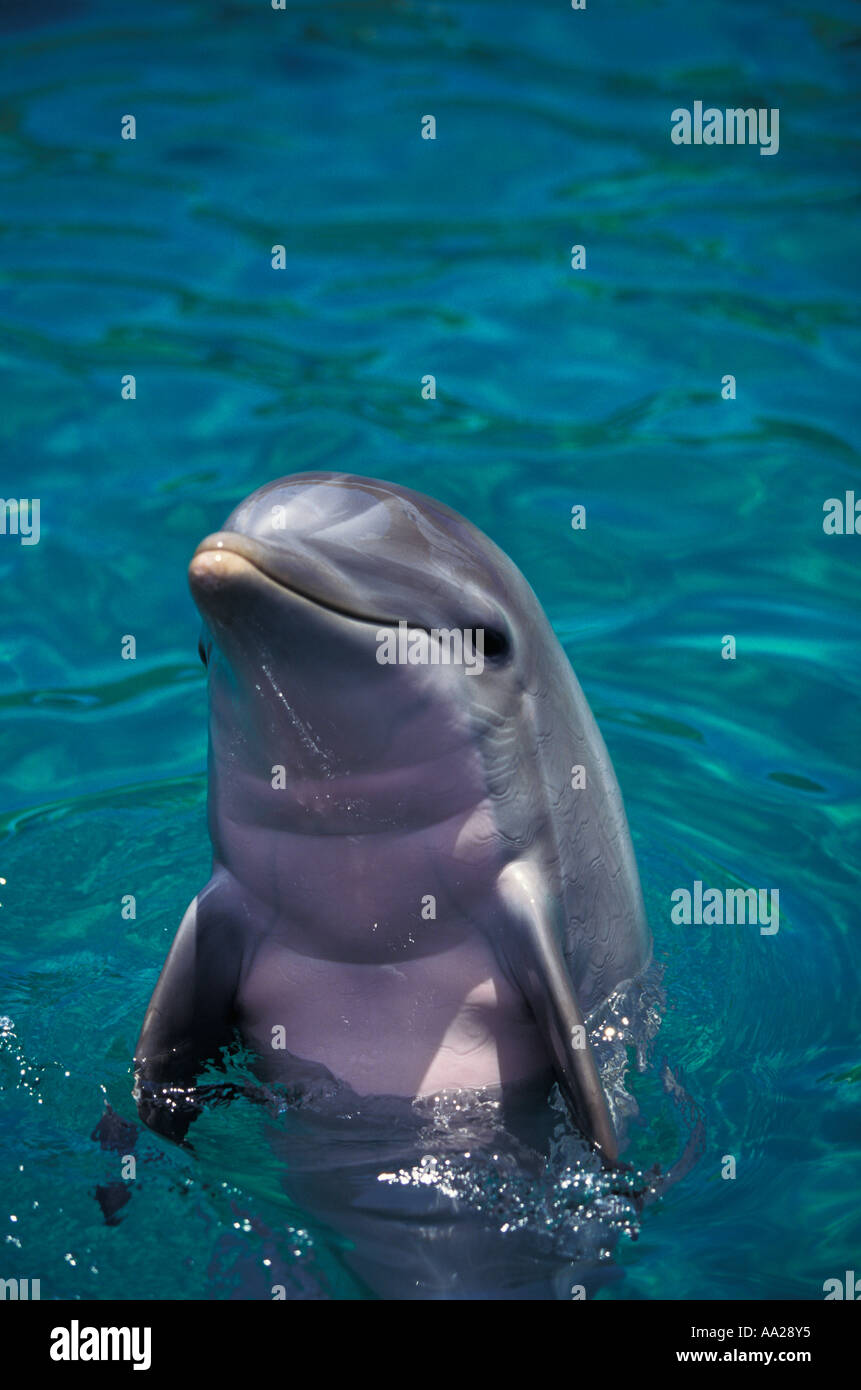 kv10209 Bottlenose Dolphin, Tursiops truncatus, aquarium shot. Florida