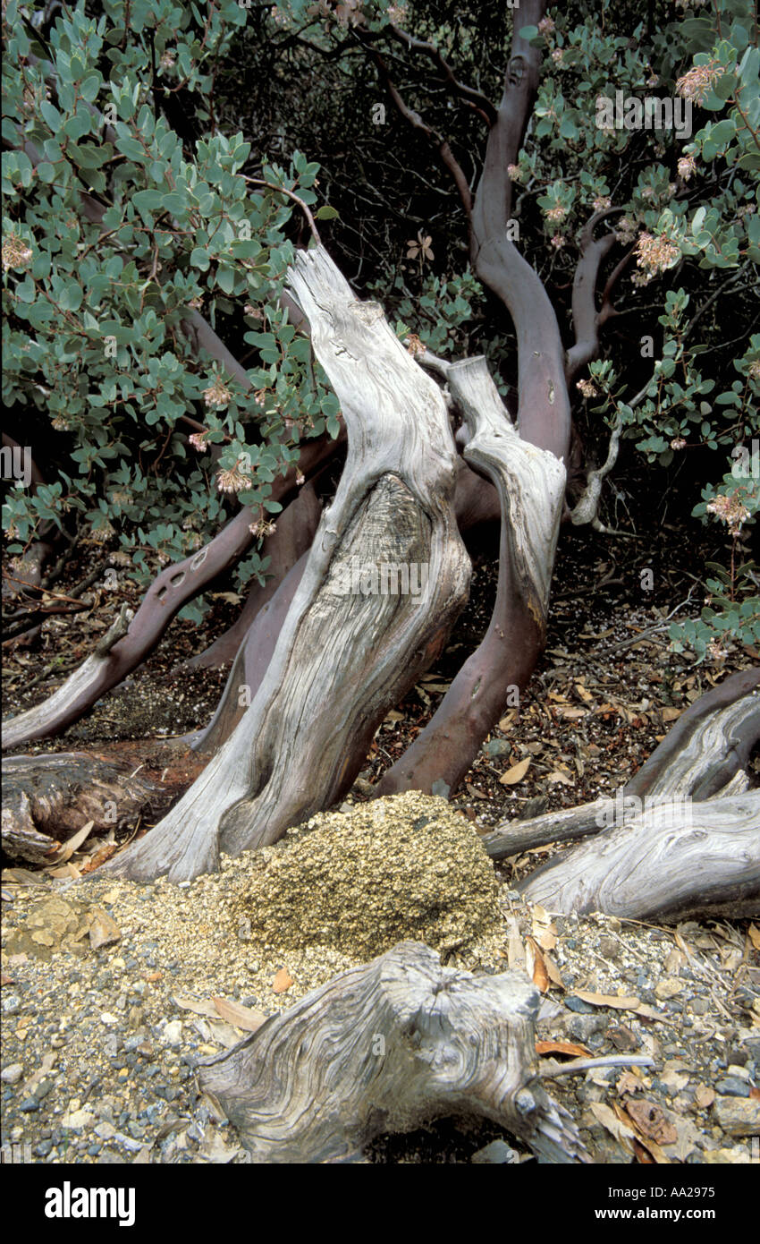 A dead tree stump Stock Photo