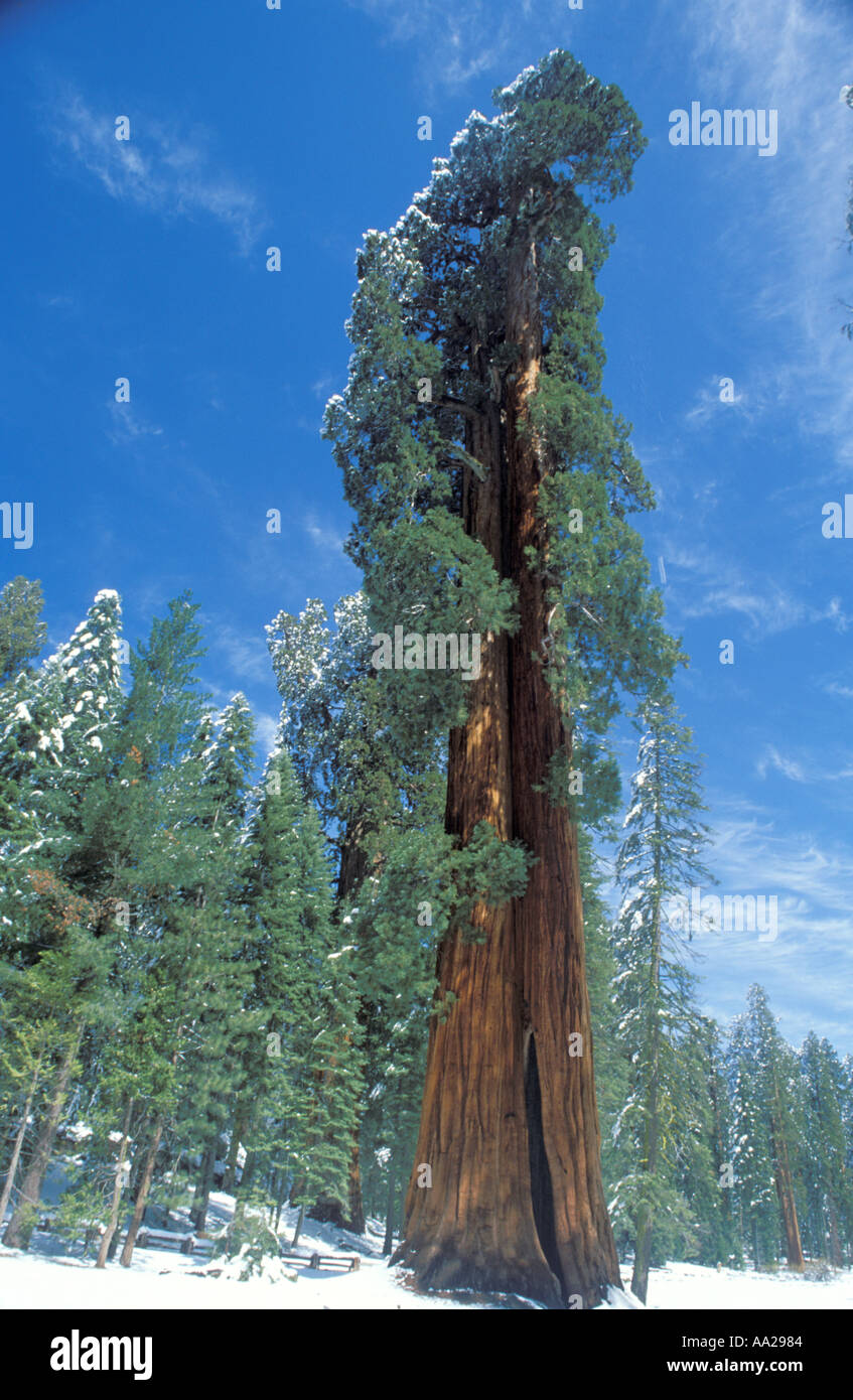 Ned By Ed Two giant sequoia trees Stock Photo