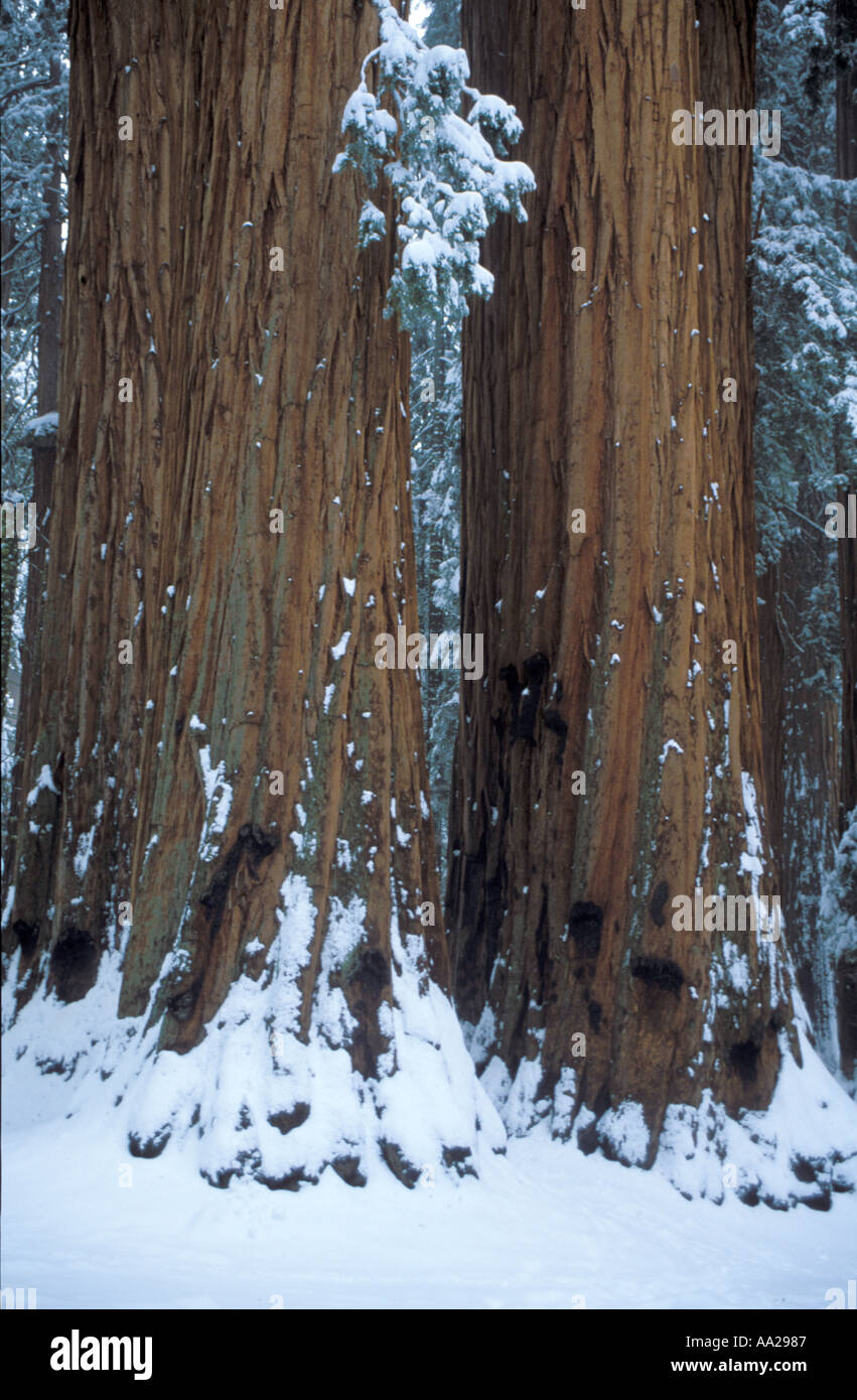 Sequoia Trunks Stock Photo