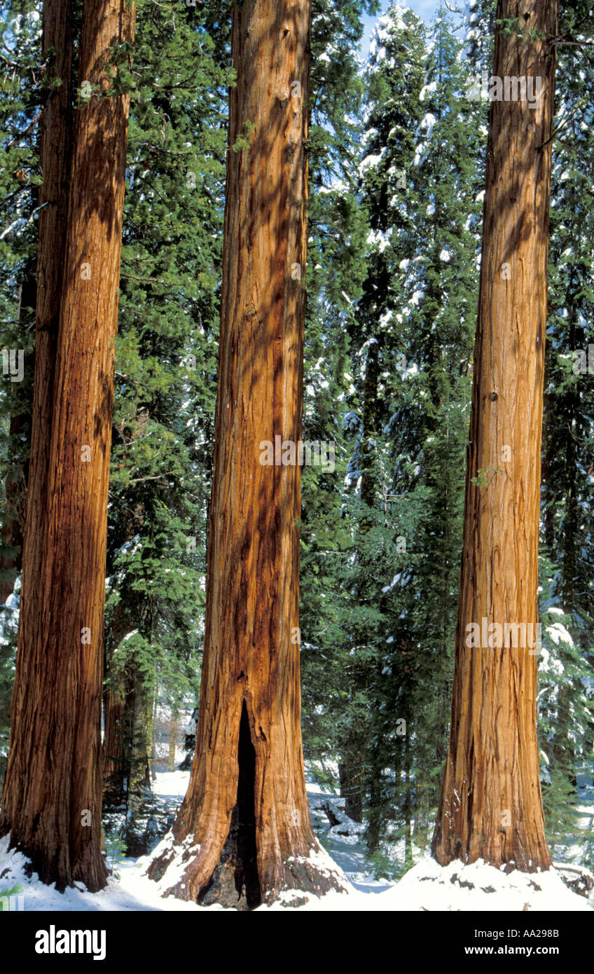 Three giant sequoias Stock Photo