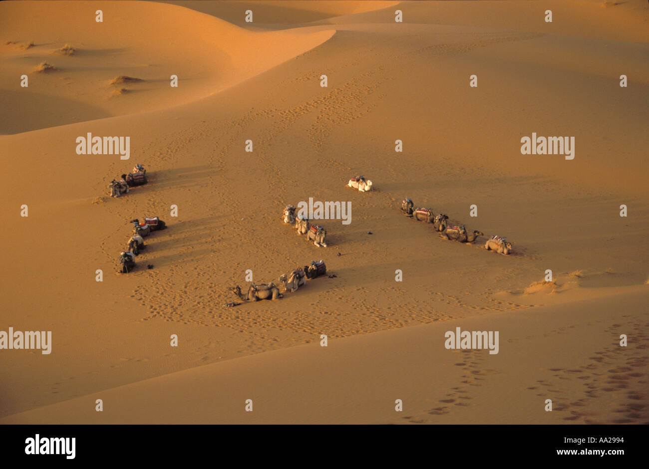 Camels in the Merzouga Sand Sea Morocco Stock Photo