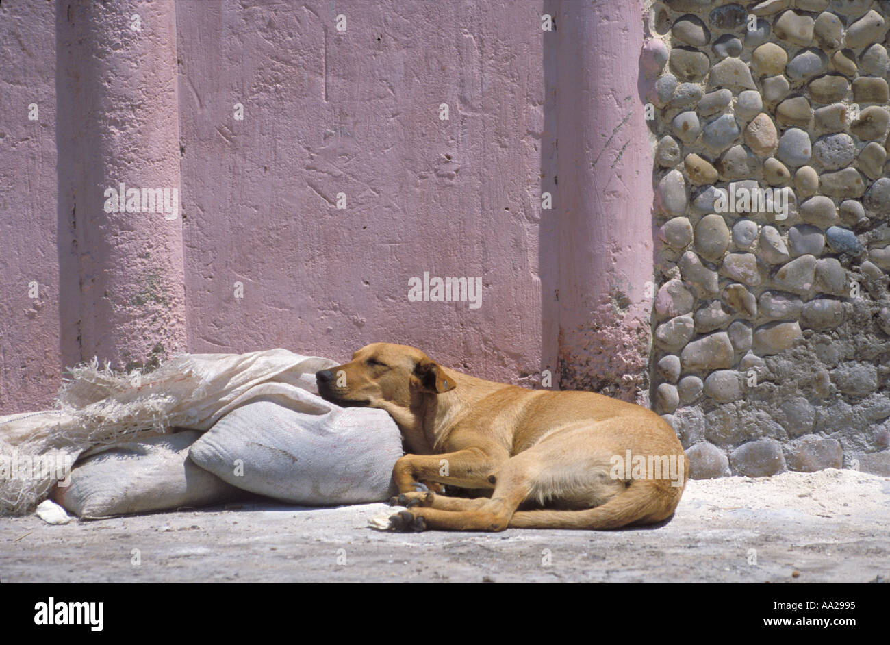 Sleeping Dog Essouira Docks Morocco Stock Photo