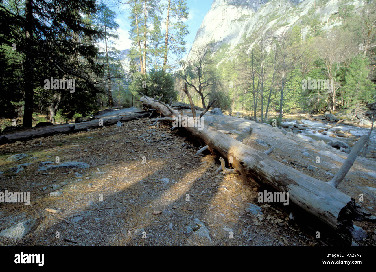 Fallen tree Mirror Lake Yosemite National Park Stock Photo