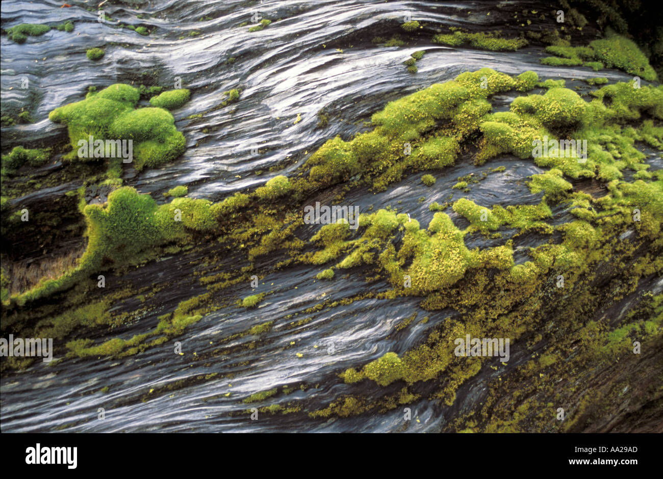 Mossy tree Sequoia National Park Stock Photo