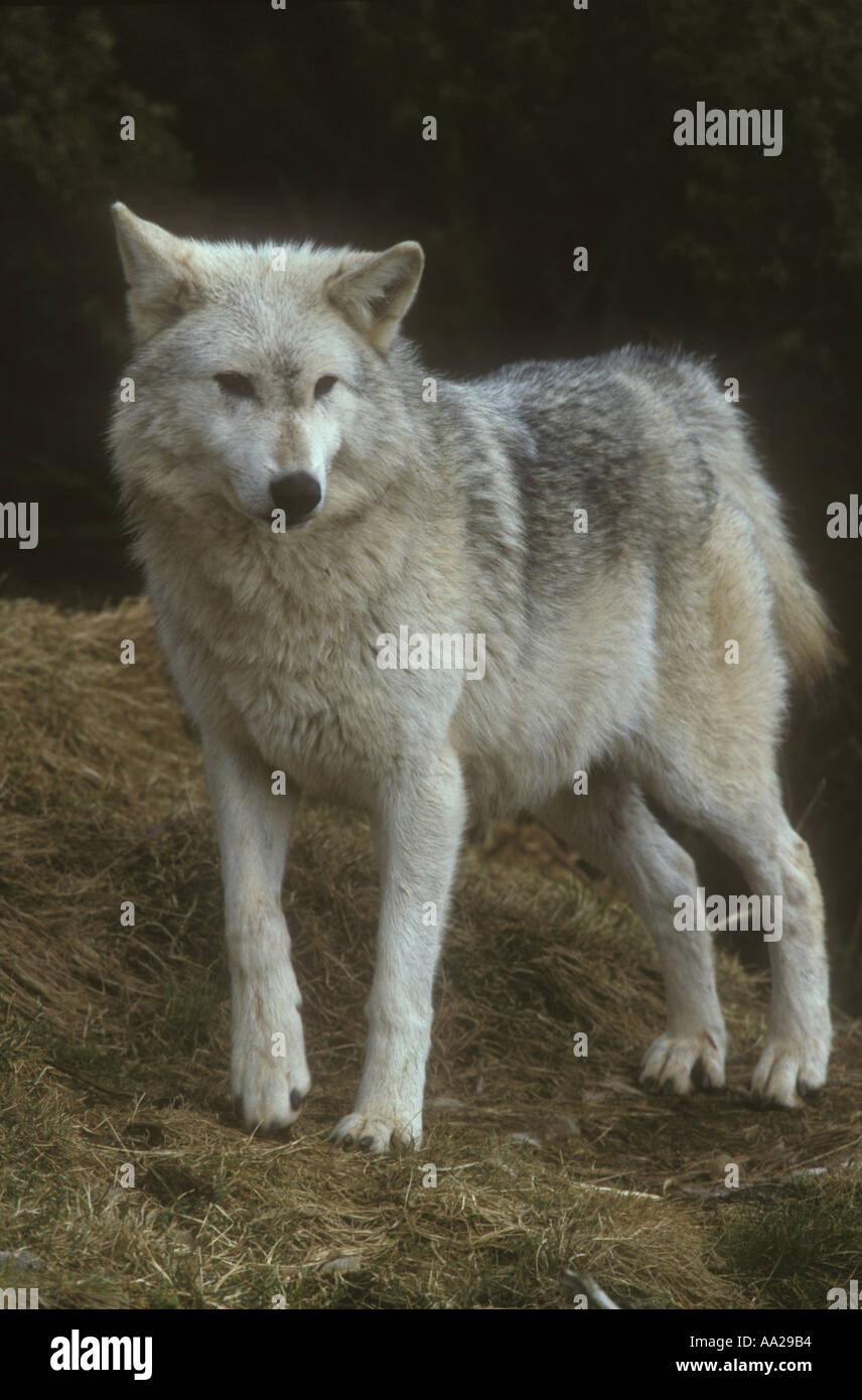 Grey Wolf Canis lupus Stock Photo