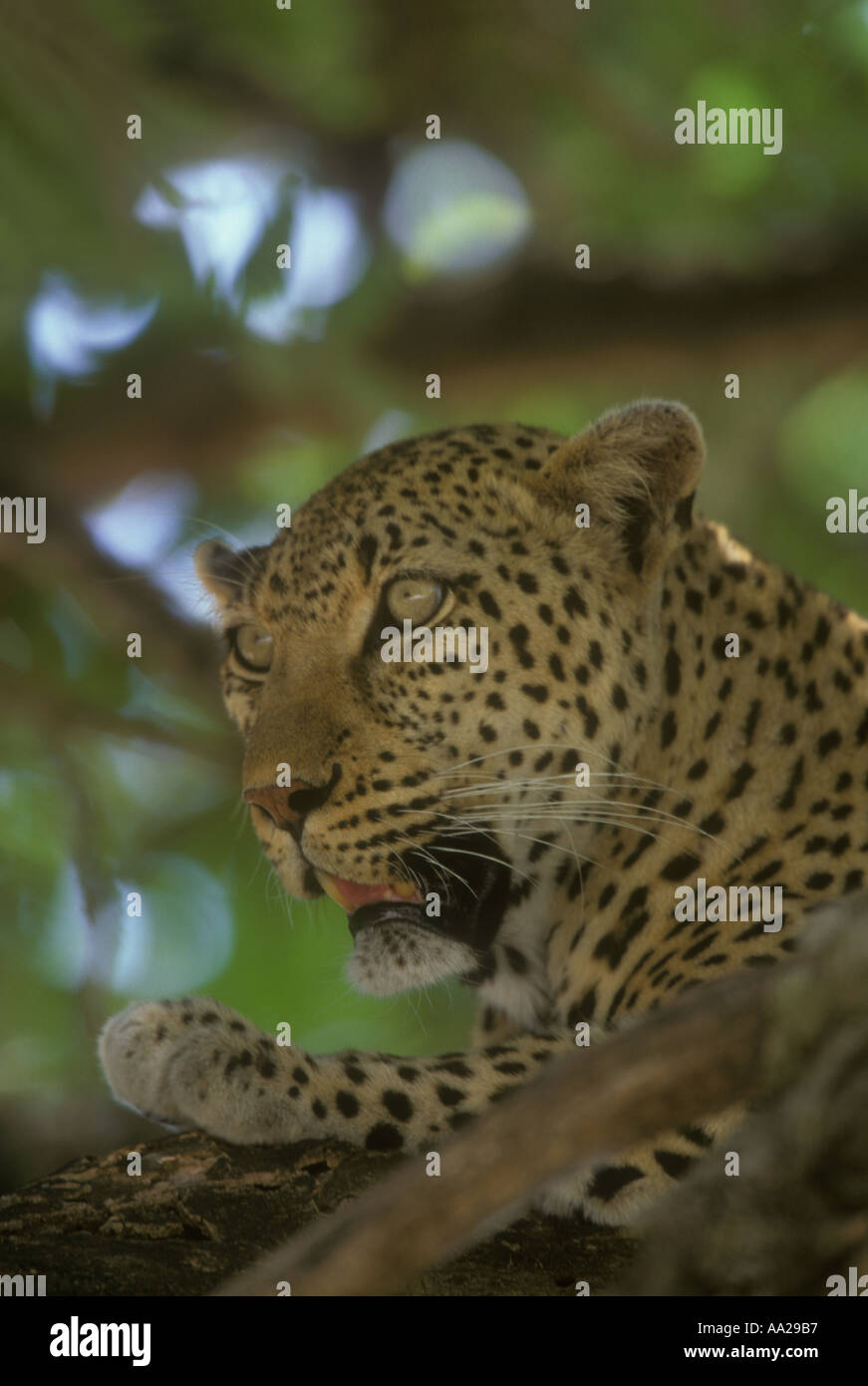 Leopard Panthera pardus Stock Photo