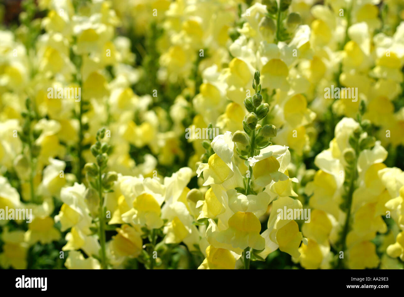 Flowering yellow snapdragons Stock Photo