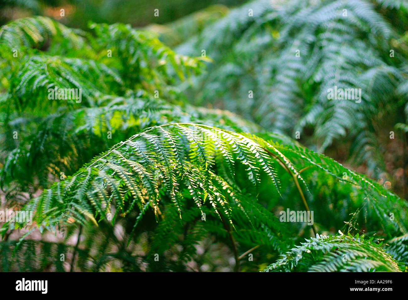 Lush green fern Stock Photo - Alamy