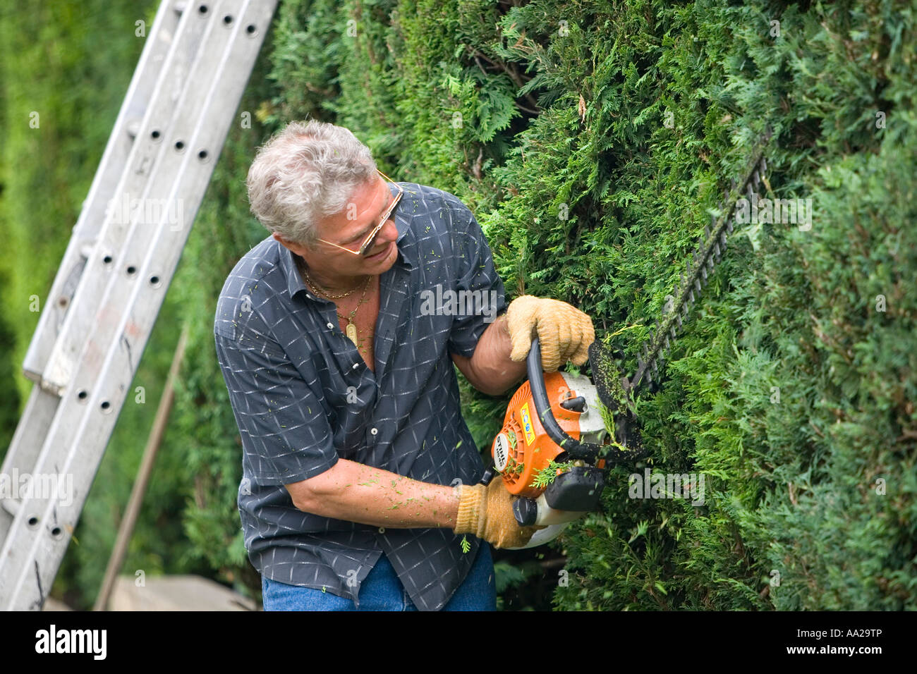Man cutting hedge with chainsaw trimmers Stock Photo Alamy