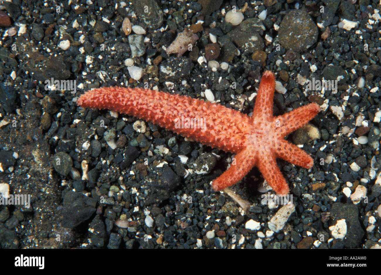 mn275 sea star body regenerating from arm. Known as a comet. Papua New Guinea Photo Copyright Brandon Cole Stock Photo