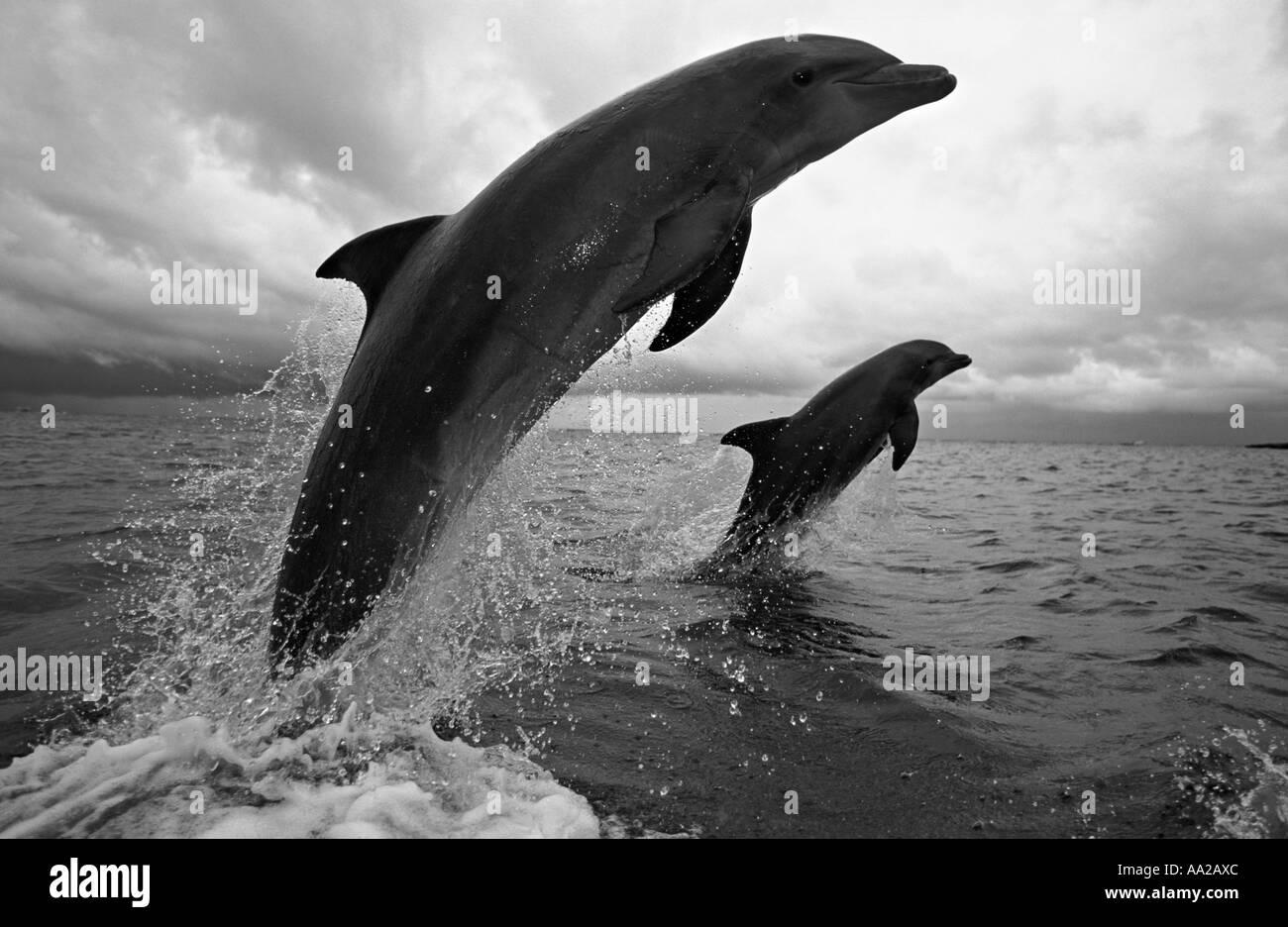 mt179. two Bottlenose Dolphins, Tursiops truncatus, leaping out of water. Honduras Caribbean Sea. Photo Copyright Brandon Cole Stock Photo